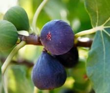 6 Boutures Figuier Rustique - Ficus Carica + HORMONE OFFERT