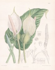 Caladium Pubescens Peru Fleur Botanique Lithographie Curtis 8402