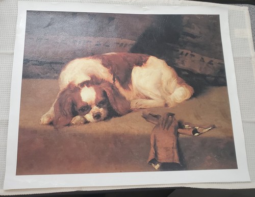 Cavalier king charles spaniel - king,