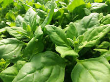 20 Graines de Tétragone