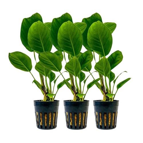 Aquarium plante pièce - 3,