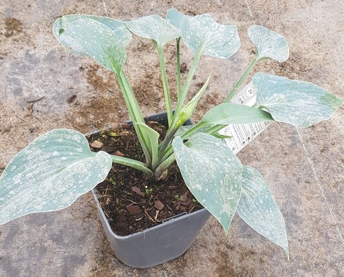 Hosta sieboldiana var elegans - var.,