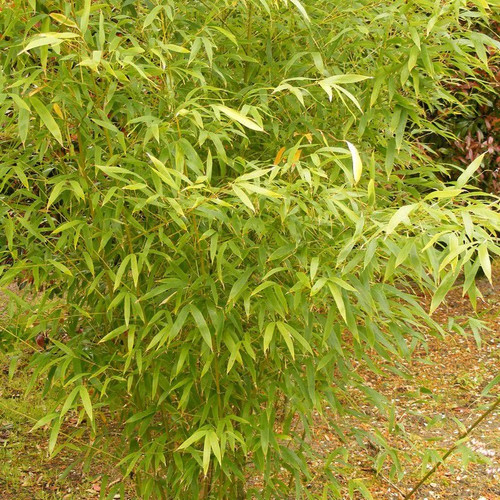 Phyllostachys aurea bambou - phyllostachys,
