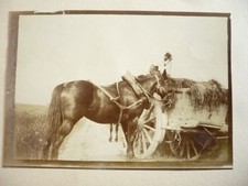 PHOTO 1890 HORSE HAY CART