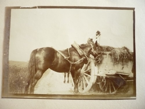 Photo 1890 cheval charette de - cheval,