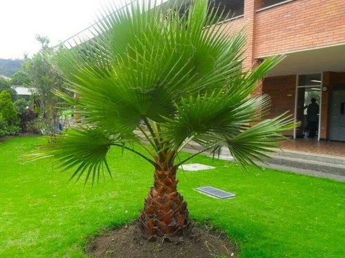 Graines washingtonia - 50, graines-washingtonia