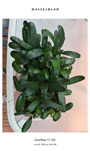 Clivia seedlings 2 leaves - 4,