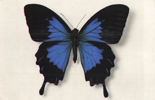 Papilio telegonus java - -,
