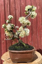 BONSAÏ POMMIER MALUS