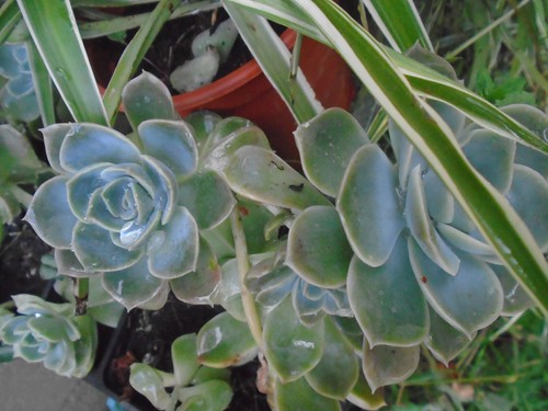 Lot quatre plantes au - lot,