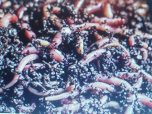 Lombrics vers de compost - /,