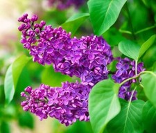 6 Boutures Lilas Commun Mauve