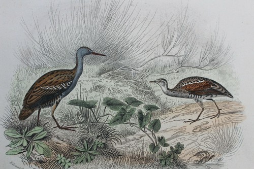 Gravure colorée oiseaux xixè - gravure,