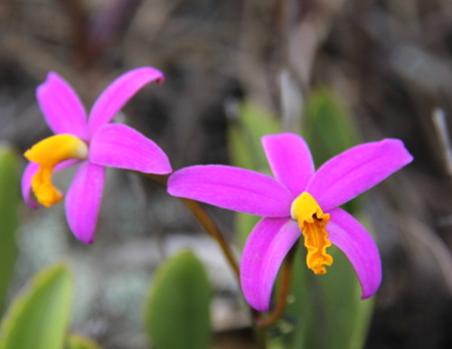 Laelia longipes orchid species - laelia,