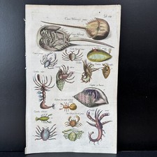 1657 Hand Colored Merian Engraving Print Crab John Jonston Historia Naturalis