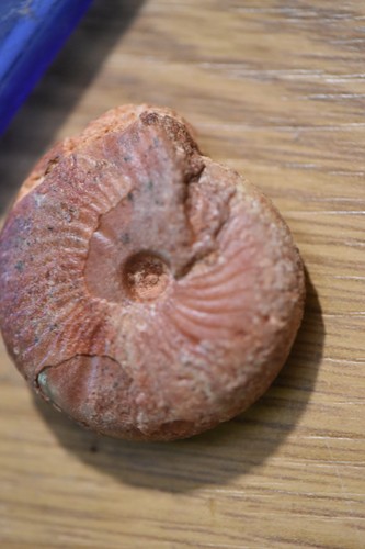 Ammonite pronorites - ammonite,