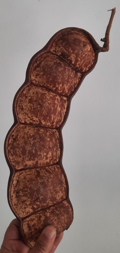 Curiosité taxidermie - curiosité, ,