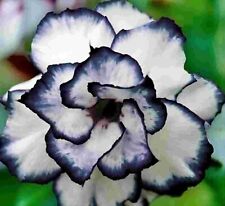 5 pcs Desert Rose Flower Adenium obesum "PEONY" bonsai Seeds （G）