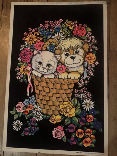 Affiche chaton lumière - chaton,