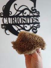 Hedgehog shell - skin with spikes