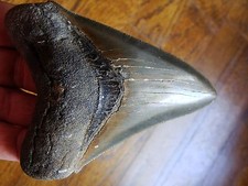 4.08 inch MULTI-COLORED