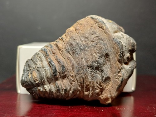 Trilobite colpocoryphe grandis - trilobite,