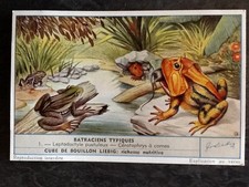 CHROMO LIEBIG SERIE BATRACIENS