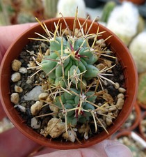 ANCISTROCACTUS UNCINATUS