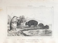 OCEANIA ENGRAVING "OPOSSUM - WOMBAT AND NAUTILE OF THE GULF OF CARPENTRY "