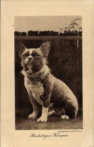 Cpa bouledogue francais - cpa,