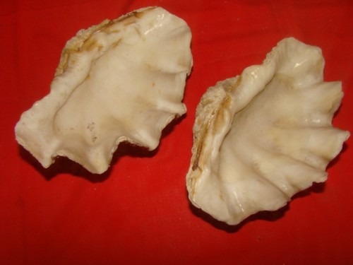 Grands coquillages - 2, "