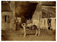France, Cheval de Travail dans la Cour d&#039;une Ferme vintage albumen print 