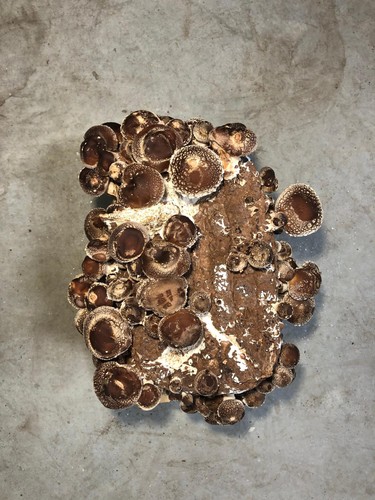 Shiitake mushroom grow - mushroom,