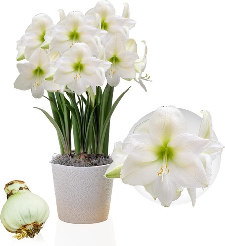 Bulbes amaryllis mont - d'amaryllis,