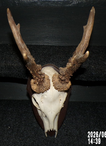 Superbe trophee chasse - ,