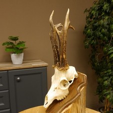 Poitrine De Cerf Poids Actuel