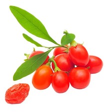 Lycium barbarum XXL - GOJI à