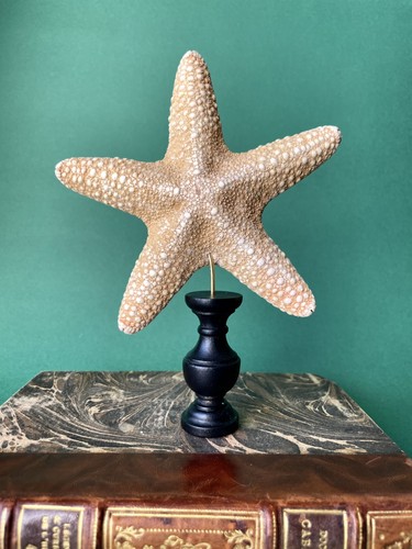 étoile mer sur socle en - socle,