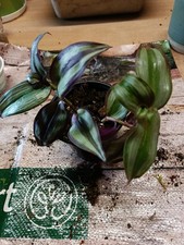 Boutures de plantes Misére