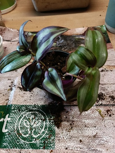 Boutures plantes misére - boutures,