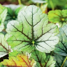 Heuchère Plante vivace