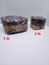Mushroom Grow Bag 5.5 lb DUNG BASE sterile All in One GROWING  KIT FAST SHIP [B]
