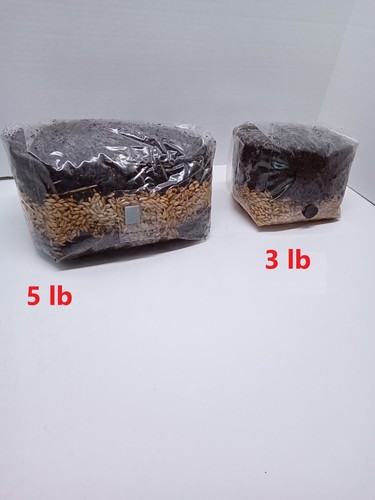 Mushroom grow bag lb - bag, 5.5