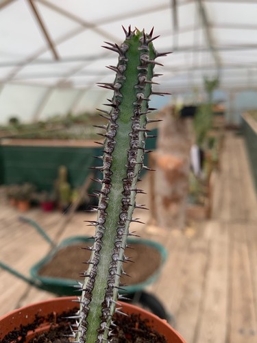 Euphorbia griseola - ,