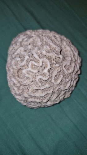 Corail cerveau neptune - corail, de