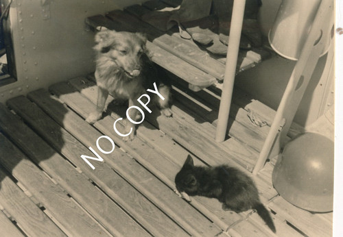 Photo original x159 chien - x159, et