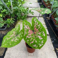 AUTHENTIC Caladium Silvery Pink 1 bulbs