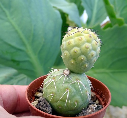 Tephrocactus geometricus - tephrocactus,