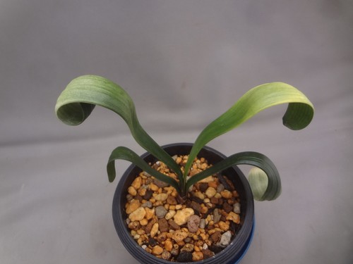 Clivia miniata makibaou no - clivia,