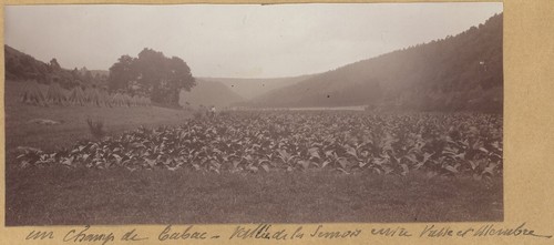 Champ tabac environs - tabac.,